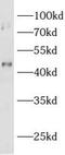 Astacin Like Metalloendopeptidase antibody, FNab00651, FineTest, Western Blot image 