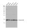 H2B6 antibody, NBP2-42854, Novus Biologicals, Western Blot image 