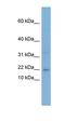 CCAAT Enhancer Binding Protein Gamma antibody, orb329842, Biorbyt, Western Blot image 