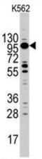 Myosin IC antibody, GTX81898, GeneTex, Western Blot image 