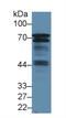 BLNK antibody, MBS2026572, MyBioSource, Western Blot image 