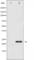 BCL2 Associated Agonist Of Cell Death antibody, abx011756, Abbexa, Western Blot image 