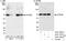 Cleavage And Polyadenylation Specific Factor 6 antibody, A301-357A, Bethyl Labs, Western Blot image 