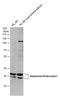 Histamine Receptor H4 antibody, GTX130116, GeneTex, Western Blot image 