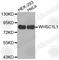 Nuclear Receptor Binding SET Domain Protein 3 antibody, A2317, ABclonal Technology, Western Blot image 