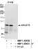 Rac/Cdc42 Guanine Nucleotide Exchange Factor 6 antibody, NBP1-30451, Novus Biologicals, Immunoprecipitation image 