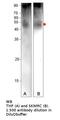 F11 Receptor antibody, MBS540640, MyBioSource, Western Blot image 