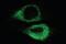 KDEL  antibody, 11076-200, QED Bioscience, Immunofluorescence image 