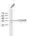 CD200 Receptor 1 Like antibody, A15951, Boster Biological Technology, Western Blot image 