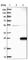 Zinc Finger Matrin-Type 5 antibody, HPA004858, Atlas Antibodies, Western Blot image 