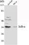 NFKB Inhibitor Alpha antibody, STJ98512, St John