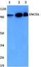 UNC5A antibody, PA5-75791, Invitrogen Antibodies, Western Blot image 