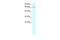 Ribosomal Oxygenase 1 antibody, 27-891, ProSci, Western Blot image 