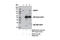 CCR4-NOT Transcription Complex Subunit 3 antibody, 13300S, Cell Signaling Technology, Immunoprecipitation image 