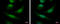 COP9 Signalosome Subunit 8 antibody, GTX115506, GeneTex, Immunocytochemistry image 
