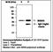 Mitogen-Activated Protein Kinase Kinase 6 antibody, LS-C62154, Lifespan Biosciences, Immunoprecipitation image 