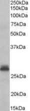 Tafazzin antibody, NB600-811, Novus Biologicals, Western Blot image 