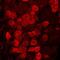 Acid Phosphatase, Prostate antibody, GTX85463, GeneTex, Immunohistochemistry frozen image 