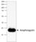 Amphiregulin antibody, 684802, BioLegend, Western Blot image 