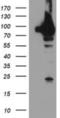 Putative endoplasmin-like protein antibody, NBP2-01707, Novus Biologicals, Western Blot image 