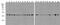 Beta-Actin antibody, A01263-Biotin, Boster Biological Technology, Western Blot image 