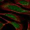 DHHB-MTase antibody, HPA031274, Atlas Antibodies, Immunofluorescence image 