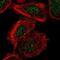 ER Membrane Protein Complex Subunit 6 antibody, PA5-64051, Invitrogen Antibodies, Immunofluorescence image 