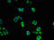 Cyclin Dependent Kinase 5 antibody, LS-C369405, Lifespan Biosciences, Immunofluorescence image 