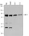 EBF Transcription Factor 1 antibody, AF5165, R&D Systems, Western Blot image 