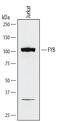 FYN Binding Protein 1 antibody, MAB3857, R&D Systems, Western Blot image 