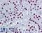 Mammalian branch point-binding protein antibody, LS-B4465, Lifespan Biosciences, Immunohistochemistry paraffin image 