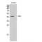 CD55 Molecule (Cromer Blood Group) antibody, LS-C382553, Lifespan Biosciences, Western Blot image 