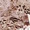 Insulin Like Growth Factor Binding Protein 1 antibody, NBP2-33475, Novus Biologicals, Immunohistochemistry frozen image 