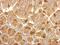Heat Shock Protein 90 Alpha Family Class B Member 1 antibody, GTX101423, GeneTex, Immunohistochemistry paraffin image 