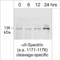 Spectrin Alpha, Non-Erythrocytic 1 antibody, SP5601, ECM Biosciences, Western Blot image 