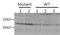 Delta 4-Desaturase, Sphingolipid 1 antibody, PA1-12912, Invitrogen Antibodies, Western Blot image 