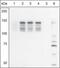 Myosin Light Chain Kinase antibody, 44-1085G, Invitrogen Antibodies, Western Blot image 