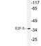 E2F Transcription Factor 5 antibody, LS-C177561, Lifespan Biosciences, Western Blot image 