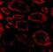 Ski oncogene antibody, NBP1-77305, Novus Biologicals, Immunofluorescence image 