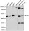 Phosphate Cytidylyltransferase 2, Ethanolamine antibody, LS-C750278, Lifespan Biosciences, Western Blot image 
