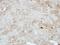 VPS28 Subunit Of ESCRT-I antibody, NBP2-20870, Novus Biologicals, Immunohistochemistry frozen image 