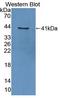 Heat Shock Protein 90 Alpha Family Class B Member 1 antibody, LS-C663332, Lifespan Biosciences, Western Blot image 