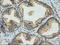 Eukaryotic Translation Initiation Factor 2 Subunit Alpha antibody, LS-C115391, Lifespan Biosciences, Immunohistochemistry frozen image 
