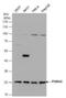 Proteasome Subunit Alpha 5 antibody, NBP1-32387, Novus Biologicals, Western Blot image 