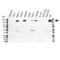 Erb-B2 Receptor Tyrosine Kinase 3 antibody, VPA00167, Bio-Rad (formerly AbD Serotec) , Western Blot image 