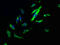 Tight Junction Protein 2 antibody, CSB-PA880071NA01HU, Cusabio, Immunofluorescence image 