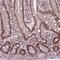 Ephrin B2 antibody, NBP2-49646, Novus Biologicals, Immunohistochemistry frozen image 