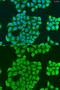 Synaptotagmin 11 antibody, GTX32905, GeneTex, Immunofluorescence image 
