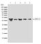 Mitogen-Activated Protein Kinase 1 antibody, 710214, Invitrogen Antibodies, Western Blot image 