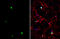 TLE Family Member 4, Transcriptional Corepressor antibody, GTX114842, GeneTex, Immunofluorescence image 